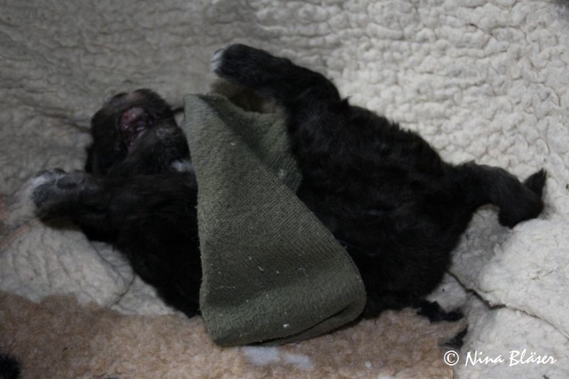 Rüde 2009-06-14 (5).JPG